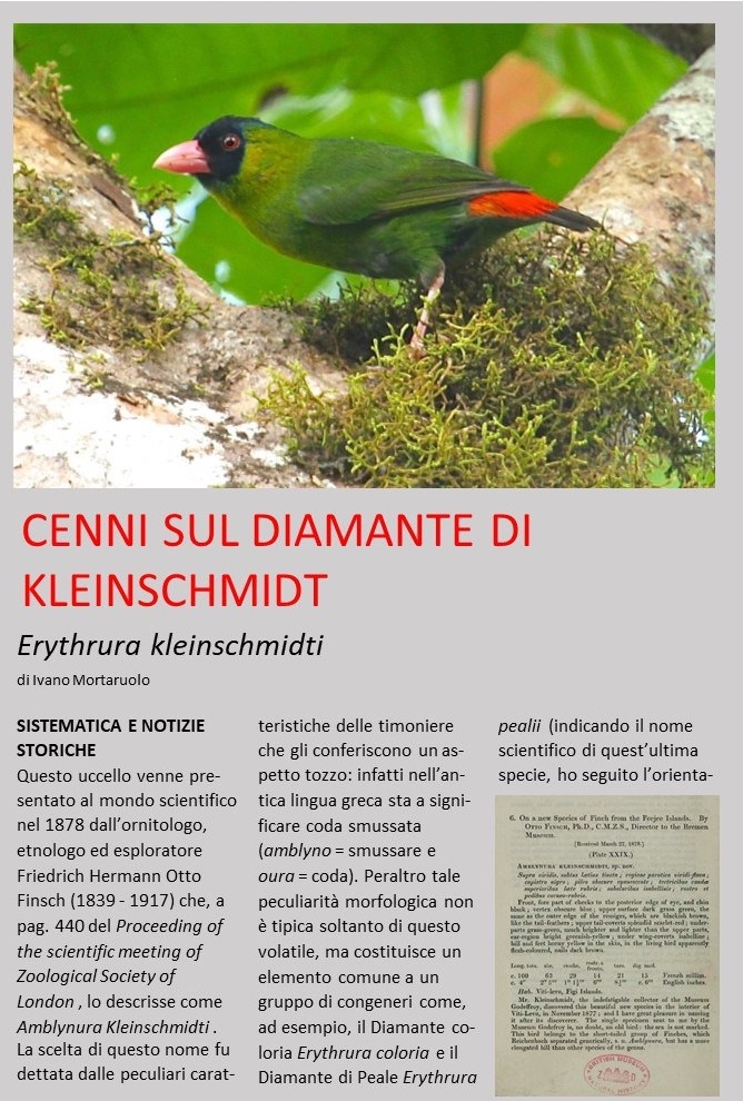 cenni sul diamante Kleinschmidt